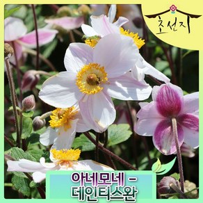[초선지] 추명국 아네모네 대상화 6치 데인티 리갈 스완, 데인티스완, 1개