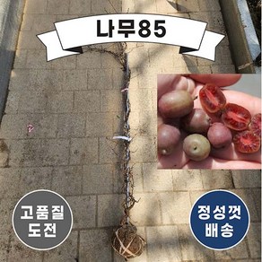 (나무85) 레드다래(켄스레드) 키 150cm 내외 분, 1개