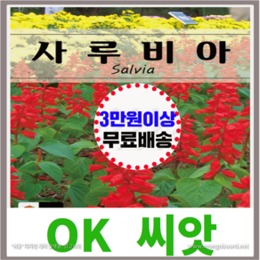 [OK씨앗] [사루비아] 사루비아씨앗 종자(오케이씨앗), 1개