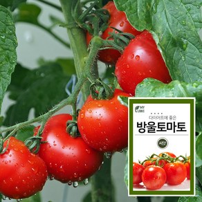 마이플랜트 토이 방울토마토 씨앗 20립 채소씨앗 베란다 텃밭 가꾸기, 1개