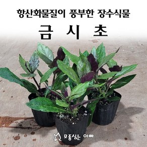 [모종심는아빠] 항산화물질이 풍부한 장수식물 금시초 모종