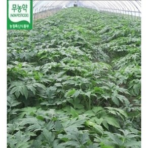 BRM연구소 무농약 녹즙용 신선초 1.5kg, 1개