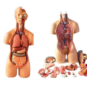 FDI 인체 해부학 분리 신체구조 장기 모형 기관 심장 교육, 옵션1세트