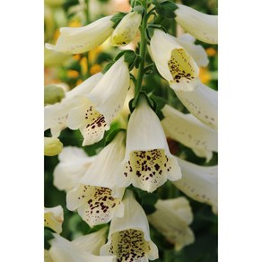 디기탈리스 달마시안 컬러선택 (꽃씨앗/10립) Digitalis Dalmatian F1