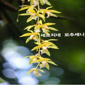 세로지네 로추세니 향이 좋아요, 1개