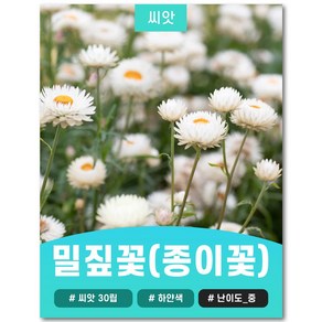 밀짚꽃(종이꽃) 씨앗 30립, 1개