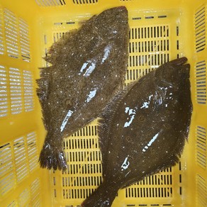 국내산 광어회 원물 1.5kg내외 생선회 손질후 480g 동부회센타, 1개, 광어 필렛 원물 1.5kg 내외  + 초장세트