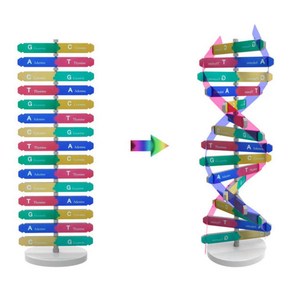 중등 생물학 체험키트 DNA모형만들기 융합사고 모둠활동 원리실습 공부방 기초과학, 1인용
