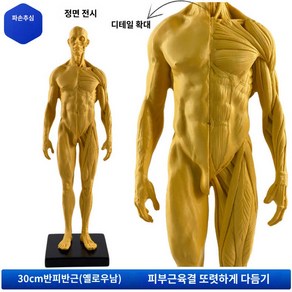 여성 페인팅 근육 남성 인체 회화 모형 해부학 해골, 30cm 레진 세미컨디셔닝