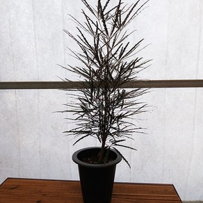 꽃파는 농부 - 아라리요중품, 1개