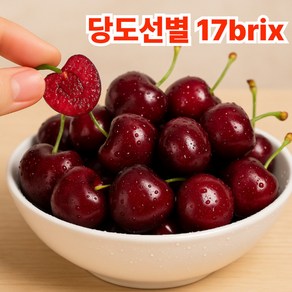[단독계약] 탱글탱글 달콤한 생체리 프리미엄 고당도 항공직송, 1세트, 300g / (특품)