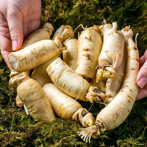 금산백년가족 인삼 세척 동가리 300g, 1개, 대_300g(5뿌리 내외)