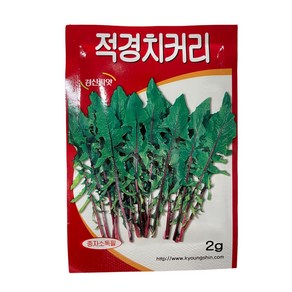 적경치커리 씨앗 2g [24년포장] 치커리종자, 1개