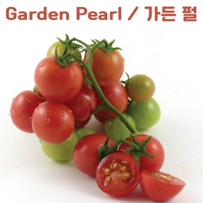 가든 펄 Gaden Peal Red희귀 난쟁이 토마토 교육용 체험용세트