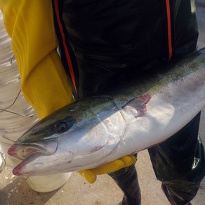 제철 대 방어 손질 회 필렛 한마리 300g 400g 500g 5 6 7 8 9 10 11 kg, 1개, 대방어회7~8kg반마리