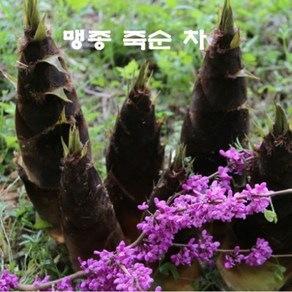 건강차 맹종 죽순차 전통 덖음 숙성 거제 특산물 50g, 1개