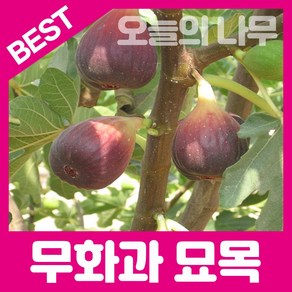 무화과나무묘목(뿌리묘 포트묘) 판매합니다., 1개, 무화과묘목