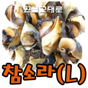 참소라(M)원사/불가리아 1kg, 1개