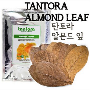 매직아쿠아 탄토라 알몬드 잎 13~18cm (10 Leaves), 1개