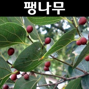 팽나무 묘목 실생1년 플러그묘 5개/정원수 조경수, 5개