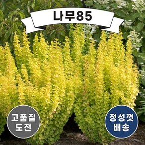 (나무85) 신품종 양매자(마리아) 9cm포트(P9), 1개