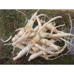삼계탕인삼 실속 막파삼 1kg 대용량, 1개