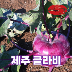 명품수랏간 슈퍼푸드 햇 제주 콜라비 특상품, 3kg, 1개, 3kg