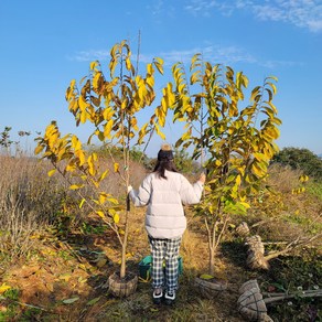 포포나무 대과종 자가수정 결실주 묘목 자이언트 프로테인 푸딩, 자이언트 (대) - (용달비 별도), 1개