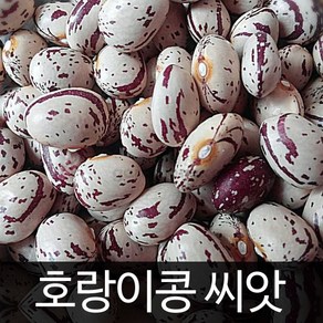 호랑이 강낭콩 씨앗 호랑이콩 종자 콩 bean seed 30g