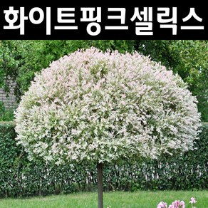 무늬버들(화이트핑크셀릭스/하쿠로니시키) 나무 묘목 삽목2년 포트3개, 3개