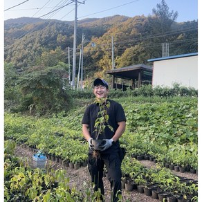 신품종 존귀다래 토종 왕다래 묘목 3년생, 1개