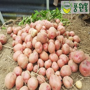 [풍원몰] 서홍감자 (서홍감자) 5kg/10kg (중), 5kg 중