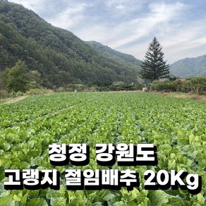 청정 강원 평창 무르지 않는 명품 고랭지 절임배추 20KG 김장 전날 받으세요. 배송메시지에 연락처랑 날짜 입력해 주세요. 주문 확인되면 문자드려요~