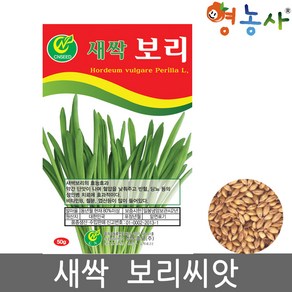 새싹 보리 씨앗 50g 토경 수경재배 겸용 보리씨 종자