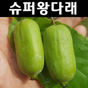 슈퍼왕다래 나무 묘목 4치포트 1개/유실수 과실수, 1개