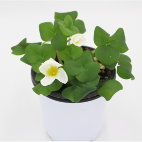 [골든플랜트] 옥살리스(Oxalis pupuea Ganet) 흰색꽃 펄퓨리아 가넷 사랑초 '가넷', 1개