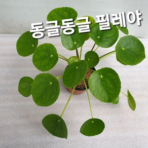 필레야, 동글동글필레야, 1개