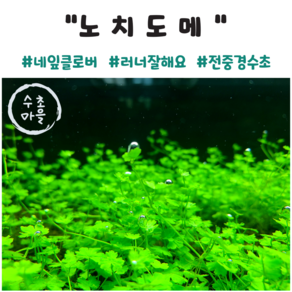 <수초마을> 물 속 네잎클로버 노치도메 12줄기 초보수초 전경 중경 수초 구피 새우 은신처, 1개