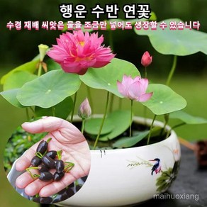 연꽃 관상용 다양한 형태 수경식물 실내식물 아름다운 행운 수반 연꽃