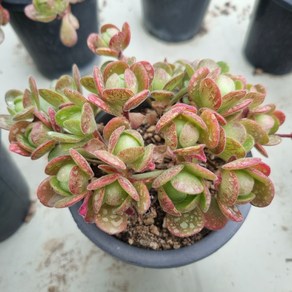 [수암다육] 아도데스 랜덤발송 Aeonium saundesii (Adodes) 다육 다육이 다육식물, 1개