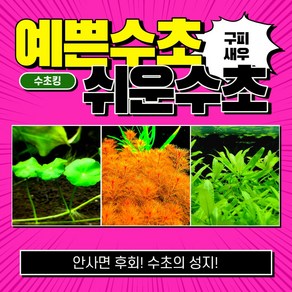 [수초킹] 예쁘고 쉬운 구피수초 3종 (워터머쉬룸3촉+레드밀리오3촉+페루마3촉)/ 구피 새우 수초 초보 어항 꾸미기, 1세트