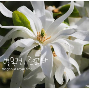 별목련 [1포트 복남이네야생화 모종 매그놀리아 magnolia], 1개