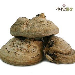 국내산 말굽버섯 300g, 300g(1개), 1개