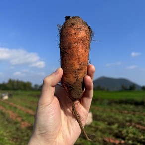 제주 흙당근 구좌 당근 2kg 상, 없음