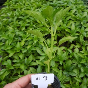 [모종모종]피망 모종 2주 (2주 1셋트), 1개