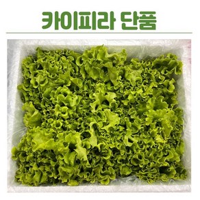 산지직송 유러피안 샐러드 유럽 샐러드 쌈채소, 1박스, 카이피라 단품(한종류) 1kg