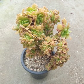 [수암다육] 청법사 철화 랜덤발송 Aeonium aboeum f. cistata 다육 다육이 다육식물 595, 1개