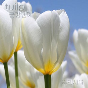 튤립(Tulip) 추식 구근 입고 금강원예, 퓨리시마(5구), 1개