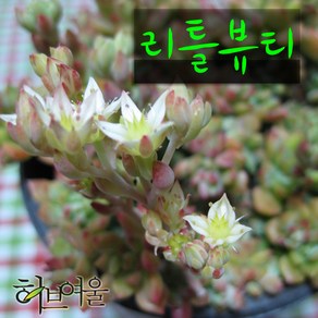 허브여울다육 리틀뷰티 지름 9cm 소품 다육화분, 1개