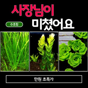 (수초킹) 초특가 만원 수초 / 구피 물고기 새우 초보, 발리스네리아15촉, 1세트